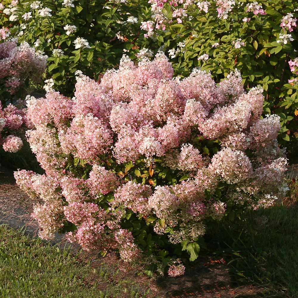 Bobo® Hydrangea Shrub 6 Bobo® Hydrangea Shrub - Image 4