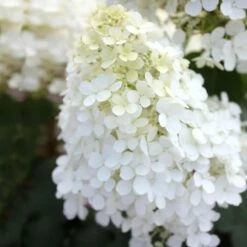 Bobo® Hydrangea Shrub 12 Bobo® Hydrangea Shrub -Garden Plants Bobo Hyrangea 5