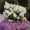 Bobo® Hydrangea Shrub -Garden Plants Bobo Hyrangea FGT 600x600 a1117035 708e 4496 a466 af90cb6dead9