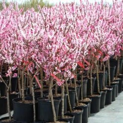 Bonfire Patio Peach Tree 15 Bonfire Patio Peach Tree -Garden Plants Bonfire Peach 4