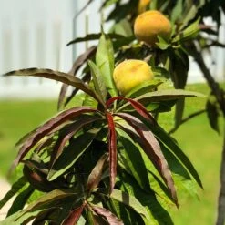 Bonfire Patio Peach Tree 13 Bonfire Patio Peach Tree -Garden Plants Bonfire Peach 7 FGT