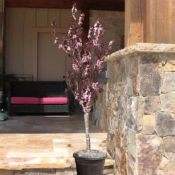 Bonfire Patio Peach Tree 11 Bonfire Patio Peach Tree -Garden Plants Bonfire Peach 9