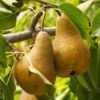 Bosc Pear Tree -Garden Plants Bosc pears 600x600 FGT f3cdc24f 4ee7 4db4 8f17 fc904cf59cd5