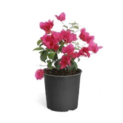 Barbara Karst Bougainvillea -Garden Plants Bougainvillea Barbera Karst 6inch 68480f0d df5e 4cb0 b8d1 912b64b1b5ce
