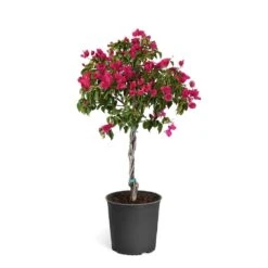 Barbara Karst Bougainvillea -Garden Plants Bougainvillea Barbera Karst Tree 46e6ff16 c20a 427c 82cd c6d7d103fd68