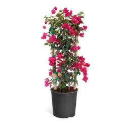 Barbara Karst Bougainvillea -Garden Plants Bougainvillea Barbera Karst Trellis c50b3fdc 836a 4431 b642 46324d3f2616