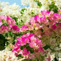 Bi-Color Bougainvillea Tree -Garden Plants Bougainvillea Braided 1