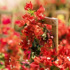 Sundown Orange Bougainvillea 13 Sundown Orange Bougainvillea -Garden Plants Bougainvillea Sundown 2 FGT