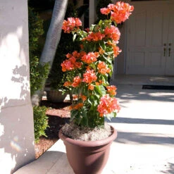 Sundown Orange Bougainvillea 12 Sundown Orange Bougainvillea -Garden Plants Bougainvillea Sundown 4