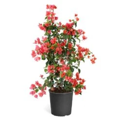 Sundown Orange Bougainvillea 14 Sundown Orange Bougainvillea -Garden Plants Bougainvillea Sundown TR