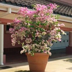 Thai Delight Bougainvillea 12 Thai Delight Bougainvillea -Garden Plants Bougainvillea Thai 3