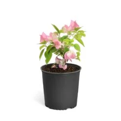 Thai Delight Bougainvillea 15 Thai Delight Bougainvillea -Garden Plants Bougainvillea Thai 6inch 2b64339f 3e7d 4698 81c3 7b79fad40cd5