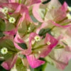 Thai Delight Bougainvillea -Garden Plants Bougainvillea Thai FGT 600x600 d6b29cf6 b979 48df 8763 85911721860b