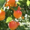 Bounty Peach Tree 2 Bounty Peach Tree -Garden Plants Bounty Peach 600x600 ee4d2b5f 3ab5 4cf8 b1cb 748f957a658b