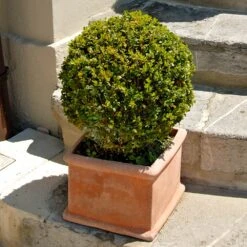 Titan Boxwood Shrub -Garden Plants Boxwood Titan 6
