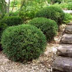 Wintergreen Boxwood Shrub -Garden Plants Boxwood Wintergreen 2