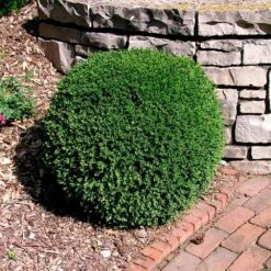 Wintergreen Boxwood Shrub -Garden Plants Boxwood Wintergreen 3