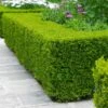 Wintergreen Boxwood Shrub -Garden Plants Boxwood Wintergreen FGT 600x600 10158886 b792 4bb8 b281 b08950f0913a