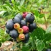 Bushel And Berry® Blueberry Glaze™ Blueberry Bush 1 Bushel And Berry® Blueberry Glaze™ Blueberry Bush -Garden Plants BrazelBerries Blueberry Glaze Blueberry 350w