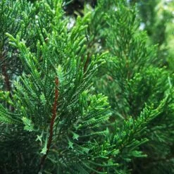 Brodie Eastern Red Cedar Tree -Garden Plants Broadie Eastern Red Cedar 1 FGT