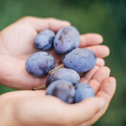 Brooks Plum Tree -Garden Plants Brooks Plum 3