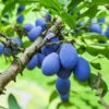Brooks Plum Tree -Garden Plants Brooks Plum 600x600 dbabda0f fd58 4a5e 853b c051820ba0d6