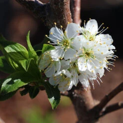 Bubblegum 'Toka' Plum Tree -Garden Plants Bubblegum Toka Plum 4