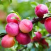 Bubblegum 'Toka' Plum Tree -Garden Plants Bubblegum Toka Plum 600x600 3fd2eab2 a788 4765 814b 781f19339254