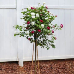 Burgundy Iceberg And Iceberg Two-fer® Rose Tree 8 Burgundy Iceberg And Iceberg Two-fer® Rose Tree -Garden Plants Burgandy Iceburg ROse Tree 4