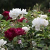 Burgundy Iceberg And Iceberg Two-fer® Rose Tree -Garden Plants Burgandy Iceburg ROse Tree 600x600 7408cf92 533a 4304 9224 4b16542c1c73
