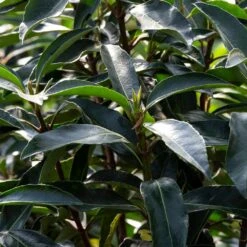 Chindo Sweet Viburnum Shrub 10 Chindo Sweet Viburnum Shrub -Garden Plants CHindo Viburnum 3