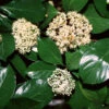 Chindo Sweet Viburnum Shrub -Garden Plants CHindo Viburnum 600x600 314dca2a 104d 46fa 8ff4 997bc28d247f