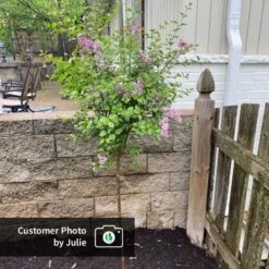 Dwarf Korean Lilac Tree -Garden Plants CPB DwarfKoreanLilacTree Julie ugc test