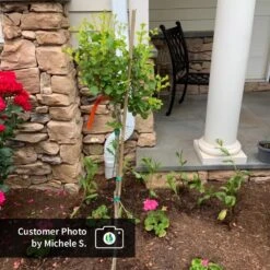 Dwarf Korean Lilac Tree -Garden Plants CPB DwarfKoreanLilacTree MicheleS ugc test