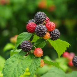 Cumberland Black Raspberry - USDA Organic -Garden Plants CUmberland Black RAspberry 1 FGT e255f3ce a3d5 41e6 b284 ffd98b9d3b34