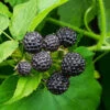 Cumberland Black Raspberry - USDA Organic -Garden Plants CUmberland Black RAspberry FGT 600x600 f44fb0ec 58e7 4e5a 852b 12bec7d932ce
