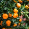 Calamondin Bush -Garden Plants Calamondin2 Bush FGT 600x600 9e8d15f8 b498 4030 97e9 1ec6aaff2b96