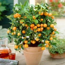 Calamondin Bush -Garden Plants Calamondin Bush 1
