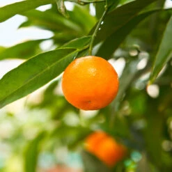 California Honey Mandarin Tree -Garden Plants California Mandarin 3