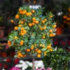 California Honey Mandarin Tree -Garden Plants California Mandarin FGT 600x600 916c5935 1e01 4487 a634 987a74a0da2b