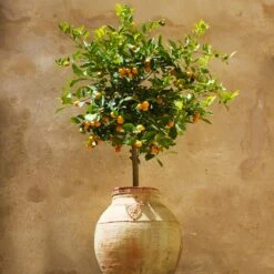 Calamondin Tree -Garden Plants Calomondin 1 FGT