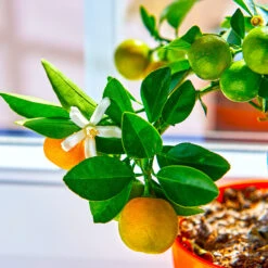 Calamondin Tree -Garden Plants Calomondin 5
