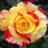Camille Pissarro™ Rose -Garden Plants Camille Pissarro FGT 600x600 64440e4a 4339 4da2 b3b1 b793fad98cad