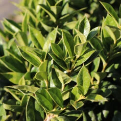 Carissa Holly 7 Carissa Holly -Garden Plants Carissa Holly 2