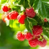 Caroline Raspberry - USDA Organic -Garden Plants Caroline Raspberry 600x600 f1036a9a 75f5 4c91 84d7 9b2a532156ab