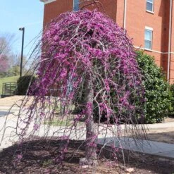 Cascading Hearts Redbud Tree -Garden Plants CascadingHEarts Redbud 4