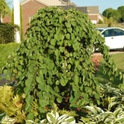 Cascading Hearts Redbud Tree -Garden Plants Cascading Hearts Redbud 2