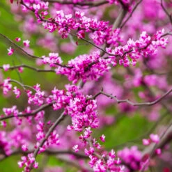 Cascading Hearts Redbud Tree -Garden Plants Cascading Hearts Redbud 3