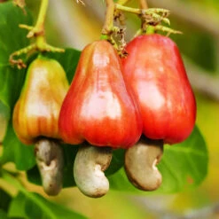 Cashew Tree -Garden Plants Cashew Nut Tree 7