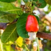 Cashew Tree -Garden Plants Cashew Nut Tree FGT 600x600 ae50f6a6 ab86 49a6 a9b6 65c6a211e420